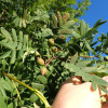 Рябина домашняя крупноплодная крымская (лат. Sorbus domestica)