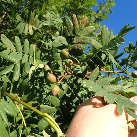 Рябина домашняя крупноплодная крымская (лат. Sorbus domestica)