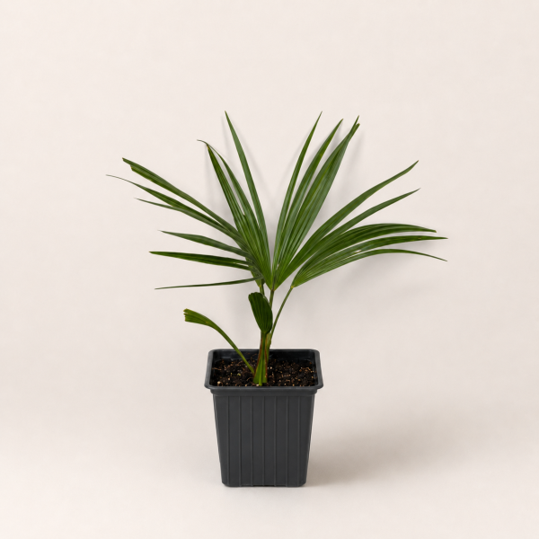 Пальма Трахикарпус Форчуна (лат. Trachycarpus fortunei), саженец, 1 шт