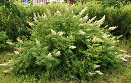Спирея рябинолистная, или рябинник рябинолистный (лат. Sorbaria sorbifolia) , семена