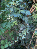 Плющ обыкновенный вар. Крымский (лат. Hedera helix var.taurika), семена