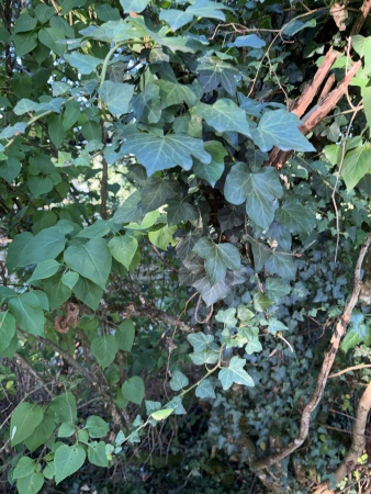 Плющ обыкновенный вар. Крымский (лат. Hedera helix var.taurika), семена
