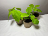 Дуб красный (лат. Quercus rubra), сеянец, 3 шт 