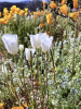 Мак калифорнийский эшшольция микс (лат. Eschscholzia californica), 100 штук