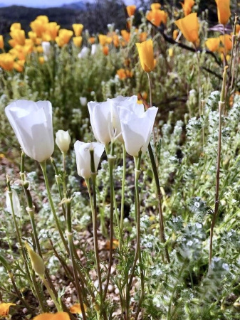 Мак калифорнийский эшшольция микс (лат. Eschscholzia californica), 100 штук