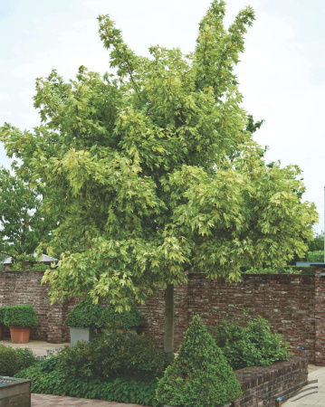 Клен ложноплатановый Леопольди (лат. Acer pseudoplatanus 'Leopoldii'), семена