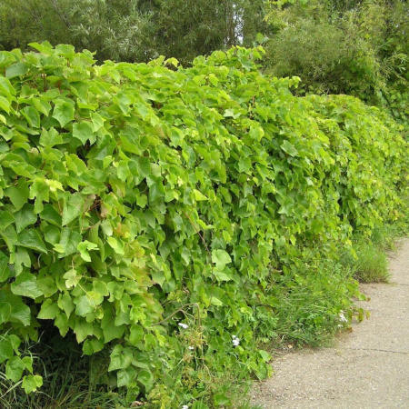 Виноград амурский (лат. Vitis amurensis), семена