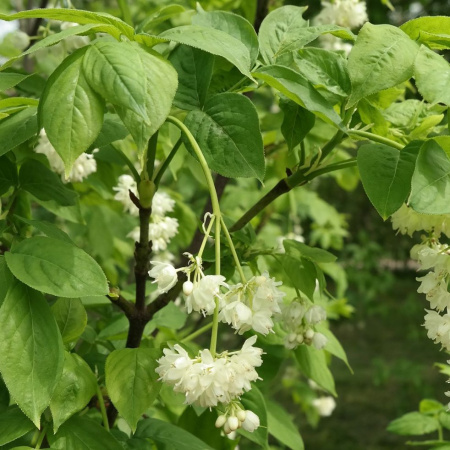 Клекачка перистая (лат. Staphylea pinnata), семена