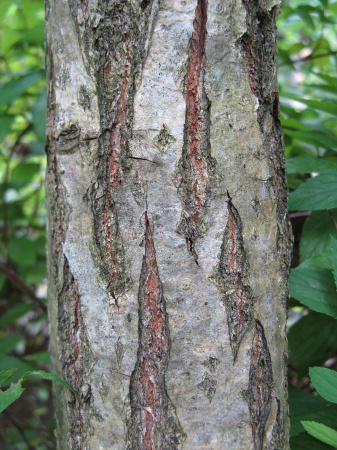 Дуб зубчатый (лат. Quercus dentata) 10 шт, семена