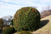 Падуб рогатый (лат. Ilex cornuta), семена