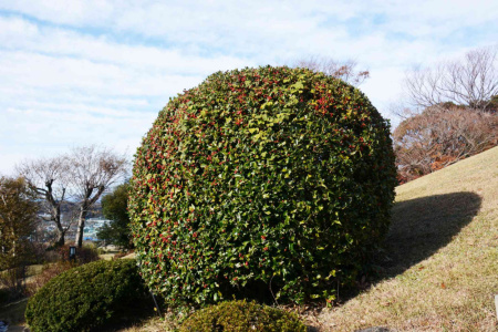 Падуб рогатый (лат. Ilex cornuta), семена