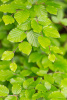 Бук европейский, или бук лесной (лат. Fagus sylvatica), семена