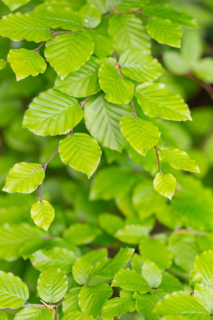 Бук европейский, или бук лесной (лат. Fagus sylvatica), семена