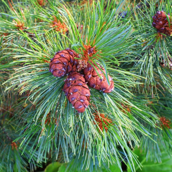 Кедровый стланик 'Glauca' (лат. Pinus pumila 'Glauca'), семена