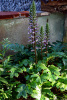 Акант обыкновенный (лат. Acanthus mollis), семена