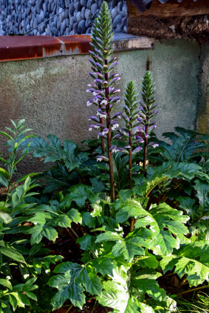 Акант обыкновенный (лат. Acanthus mollis), семена