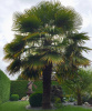Пальма Трахикарпус (лат. Trachycarpus), семена