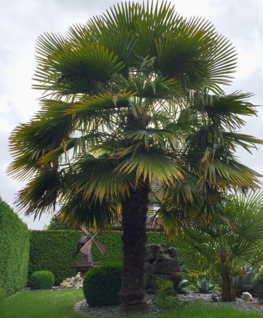 Пальма Трахикарпус (лат. Trachycarpus), семена