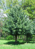 Сосна кедровая корейская, или Маньчжурский кедр (лат. Pinus koraiensis), семена