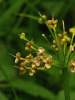 Черемша медвежий лук (лат. Allium ursinum), семена