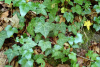 Плющ обыкновенный вар. Крымский (лат. Hedera helix var.taurika), семена