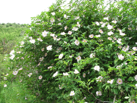 Шиповник собачий, или Роза собачья (лат. Rosa canina), семена