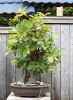 Дуб зубчатый (лат. Quercus dentata) 10 шт, семена