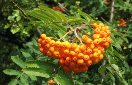 Рябина обыкновенная "Оранжевая" (лат. Sorbus aucuparia «Оранжевая»), семена