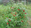 Калина Гордовина (лат. Viburnum lantana), семена