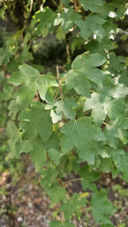Клен полевой (лат. Acer campestre), семена