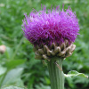 Левзея сафлоровидная, или Маралий корень (лат. Rhaponticum carthamoides), семена 0,2 грамма