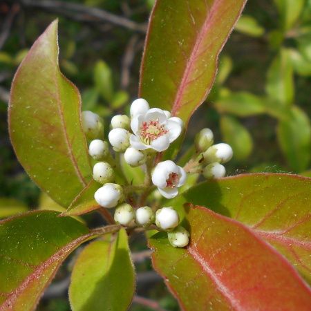 Фотиния Давида (лат. Photinia davidiana), семена