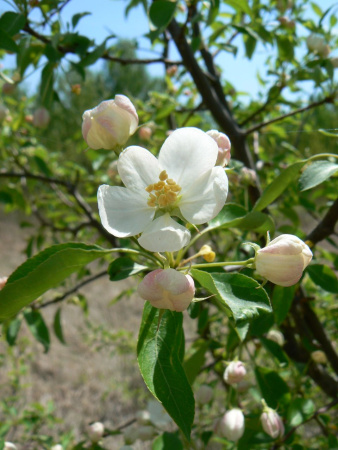 Яблоня маньчжурская (лат. Malus manshurica), семена