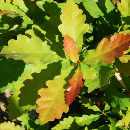 Дуб иберийский (лат. Quercus iberica Stev.), семена 