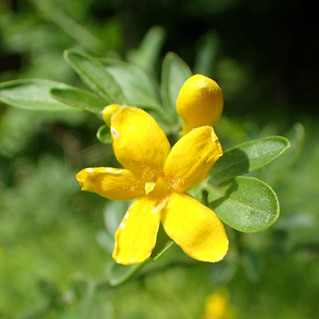 Жасмин кустарниковый желтый (лат. Jasminum fruticans), семена