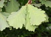 Дуб зубчатый (лат. Quercus dentata) 10 шт, семена
