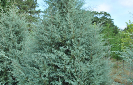 Кипарис аризонский (лат. Cupressus arizonica), семена