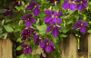 Клематис фиолетовый 'Dark eyes' (лат. Clematis viticella 'Dark eyes'), семена