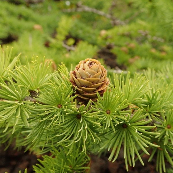 Лиственница Кемпфера, или японская (лат. Larix kaempferi), семена