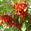 Годжи, или Дереза обыкновенная (лат. Lycium barbarum), семена 