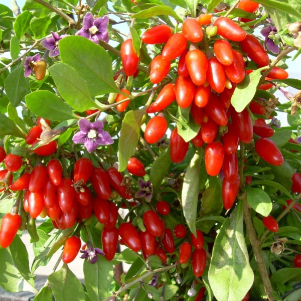 Годжи, или Дереза обыкновенная (лат. Lycium barbarum), семена 