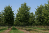 Липа европейская 'Pallida' (Tilia europaea 'Pallida'), семена