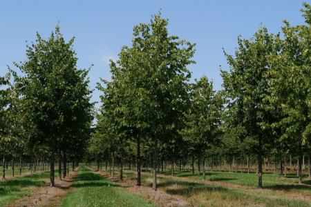 Липа европейская 'Pallida' (Tilia europaea 'Pallida'), семена