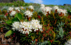 Багульник болотный (лат. Ledum palustre), семена 0,2 грамма