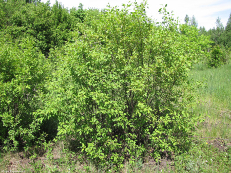 Крушина даурская (лат. Rhamnus dahurica), семена