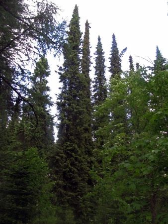 Ель сербская (лат. Picea omorika), семена