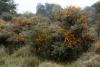 Облепиха крушиновидная (лат. Hippоphaë rhamnоides), семена