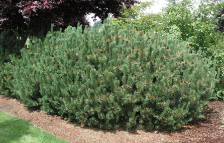 Сосна горная (лат. Pinus mugo), семена