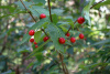 Жимолость сахалинская (лат. Lonicera sachalinensis), семена