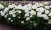 Гортензия древовидная Аннабель (лат. Hydrangea arborescens 'Annabelle')